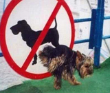 Dog Funny Sign